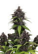 Purple Haze Auto Cannabis Seeds by Fast Buds