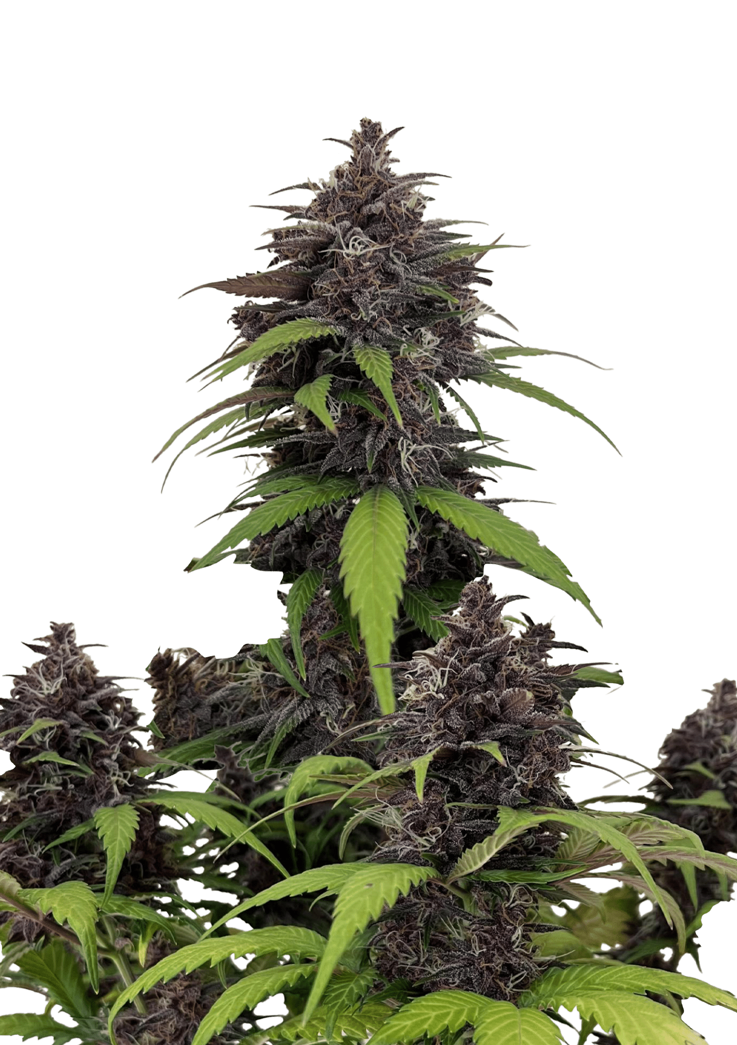 Purple Haze Auto Cannabis Seeds by Fast Buds Purple Haze Auto Cannabis Seeds by Fast Buds