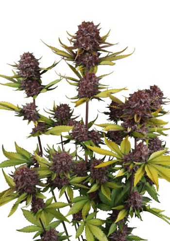Purple Lemonade Auto RF3 Cannabis Seeds by Fast Buds