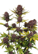Purple Lemonade Auto RF3 Cannabis Seeds by Fast Buds