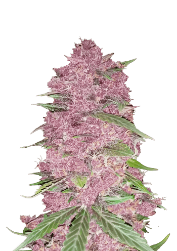 Purple Lemonade Cannabis Seeds by Fast Buds
