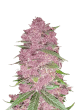 Purple Lemonade Cannabis Seeds by Fast Buds