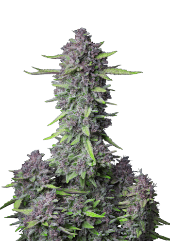 Purple Punch Auto Cannabis Seeds by Fast Buds