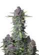 Purple Punch Auto Cannabis Seeds by Fast Buds