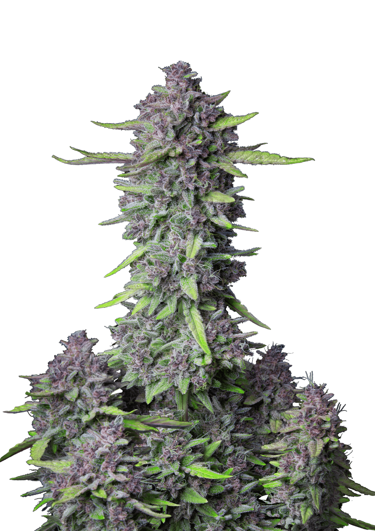 Purple Punch Auto Cannabis Seeds by Fast Buds Purple Punch Auto Cannabis Seeds by Fast Buds