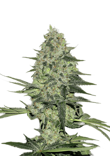 Rhino Ryder Auto Cannabis Seeds by Fast Buds