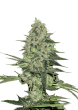 Rhino Ryder Auto Cannabis Seeds by Fast Buds
