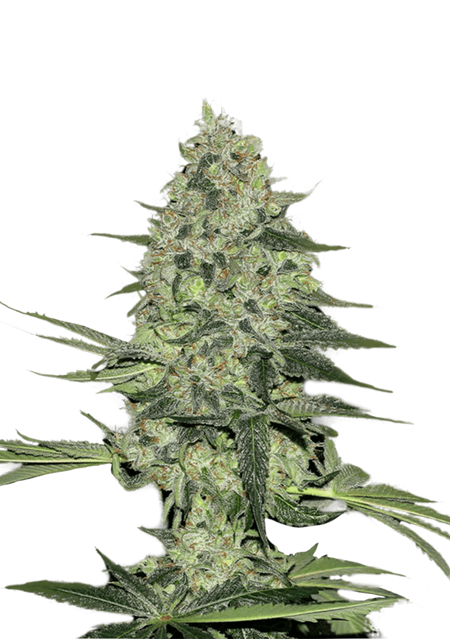Rhino Ryder Auto Cannabis Seeds by Fast Buds Rhino Ryder Auto Cannabis Seeds by Fast Buds