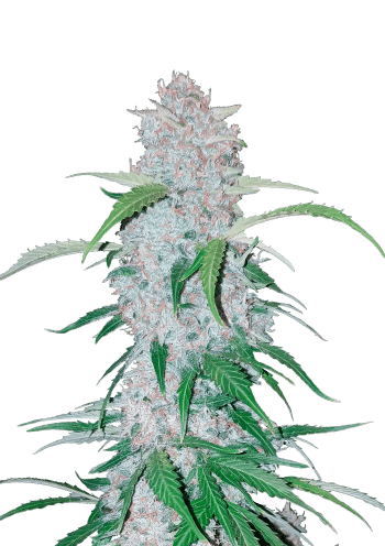 Six Shooter Auto Cannabis Seeds by Fast Buds