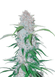 Six Shooter Auto Cannabis Seeds by Fast Buds