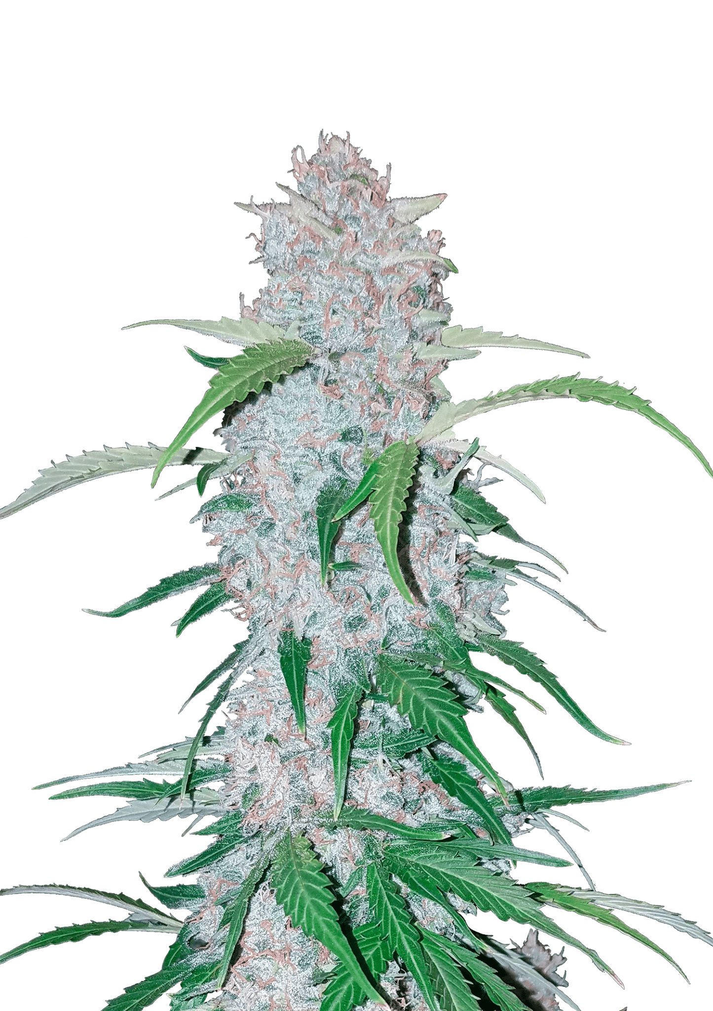 Six Shooter Auto Cannabis Seeds by Fast Buds Six Shooter Auto Cannabis Seeds by Fast Buds