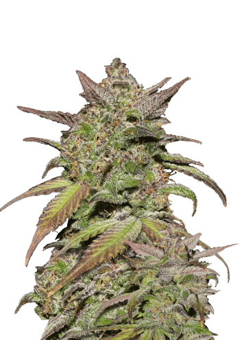 Smoothie Auto Cannabis Seeds by Fast Buds