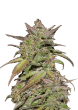 Smoothie Auto Cannabis Seeds by Fast Buds