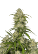 Sour Jealousy Auto Cannabis Seeds by Fast Buds