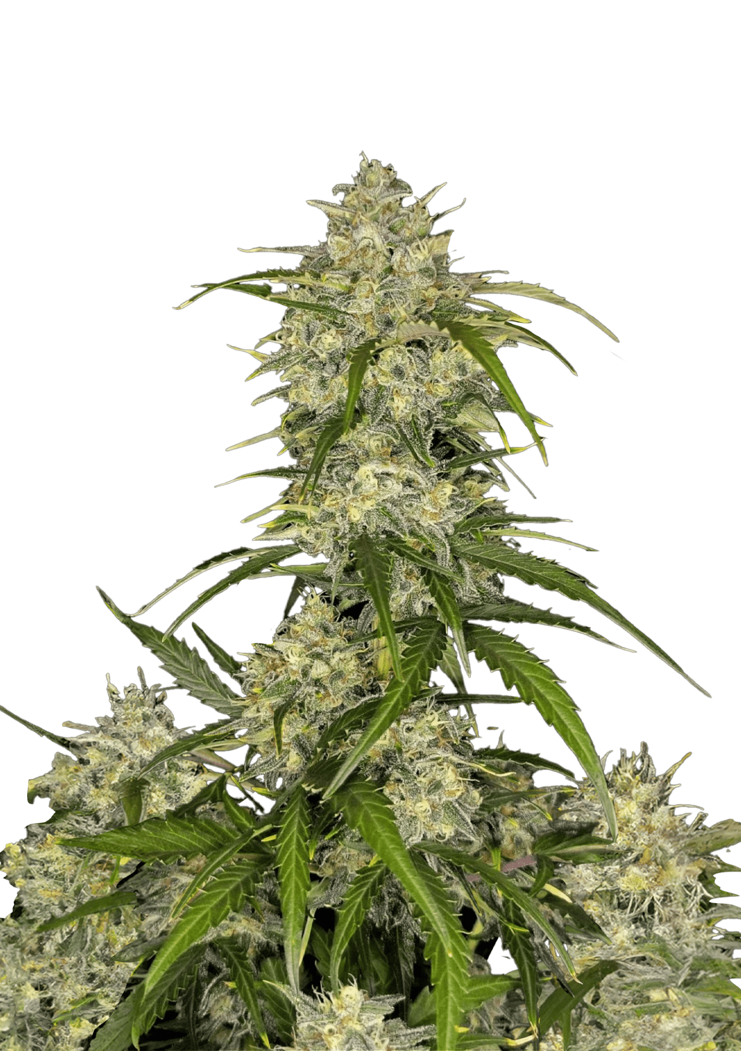 Sour Jealousy Auto Cannabis Seeds by Fast Buds Sour Jealousy Auto Cannabis Seeds by Fast Buds