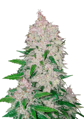 Stardawg Auto Cannabis Seeds by Fast Buds