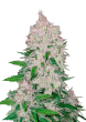 Stardawg Auto Cannabis Seeds by Fast Buds