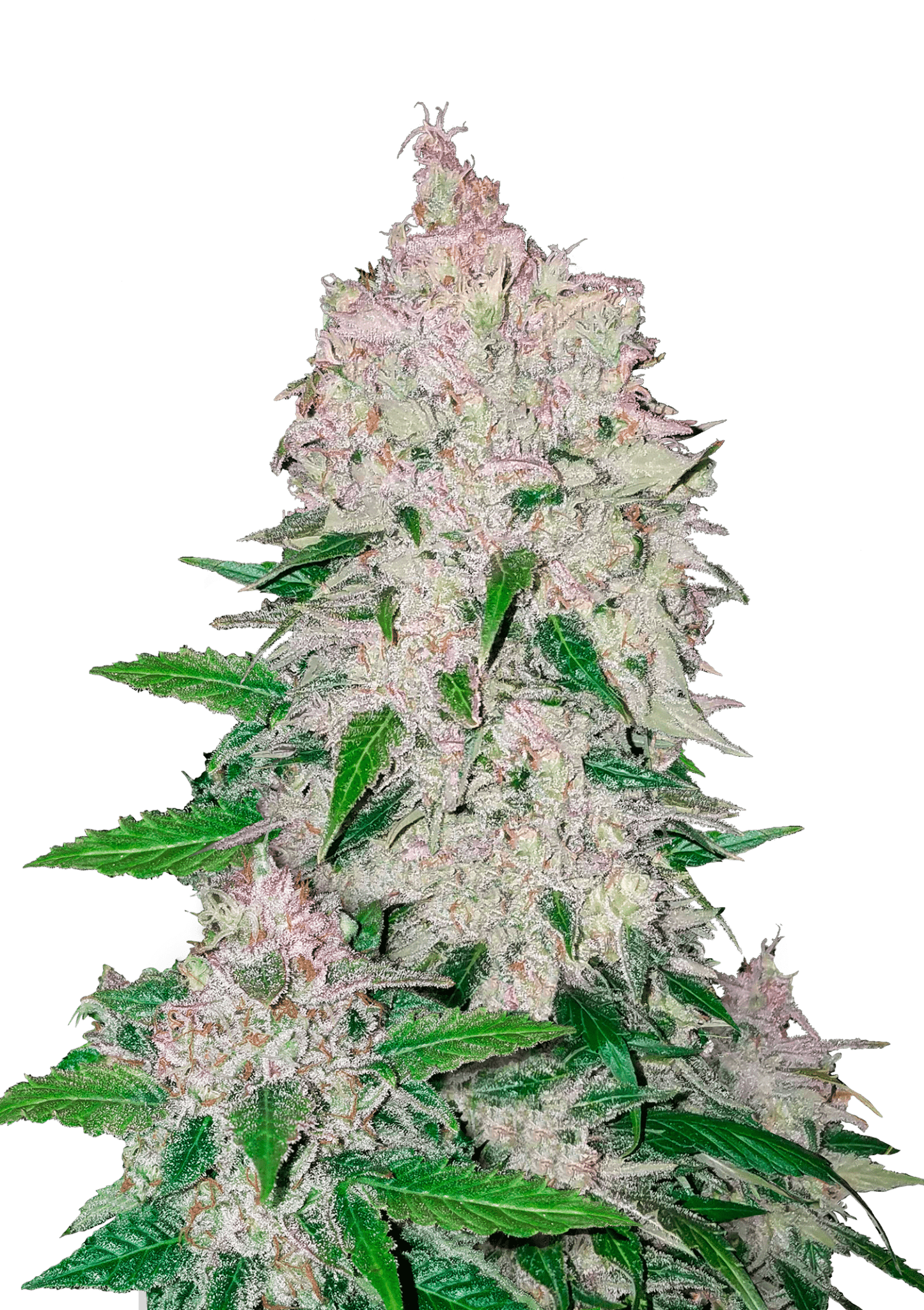 Stardawg Auto Cannabis Seeds by Fast Buds Stardawg Auto Cannabis Seeds by Fast Buds