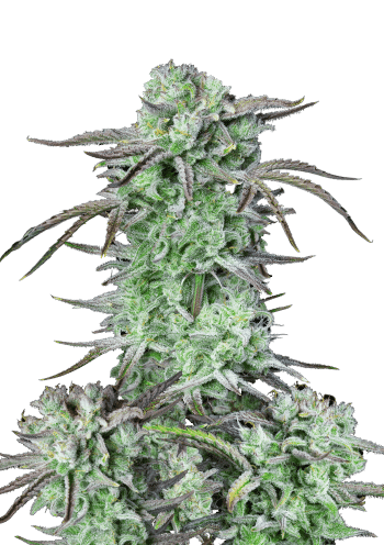 Strawberry Banana Auto Cannabis Seeds by Fast Buds