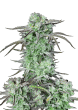 Strawberry Banana Auto Cannabis Seeds by Fast Buds