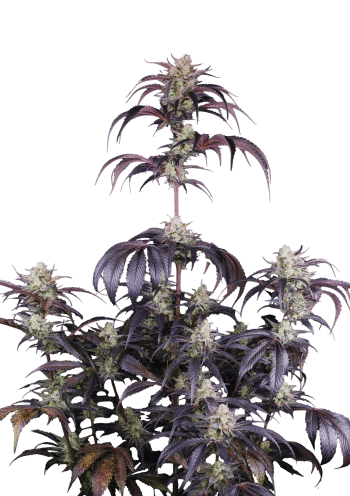 Strawberry Gorilla Auto RF3 Cannabis Seeds by Fast Buds