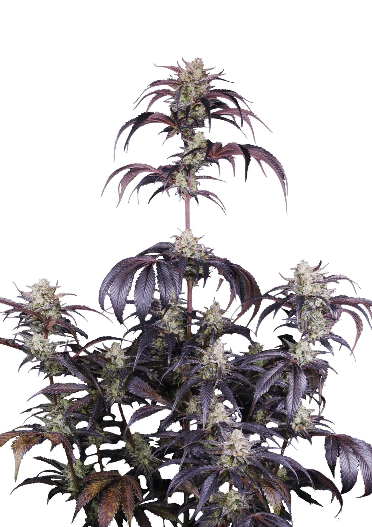 Strawberry Gorilla Auto RF3 Cannabis Seeds by Fast Buds Strawberry Gorilla Auto RF3 Cannabis Seeds by Fast Buds