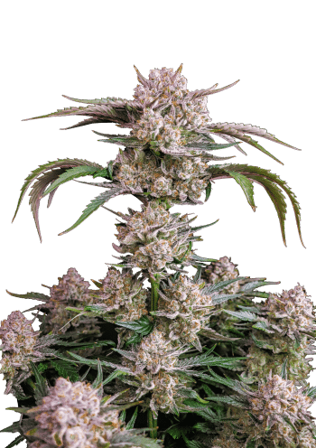 Strawberry Gorilla Auto Cannabis Seeds by Fast Buds