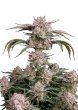Strawberry Gorilla Auto Cannabis Seeds by Fast Buds