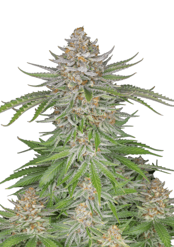 Strawberry Pie Auto Cannabis Seeds by Fast Buds
