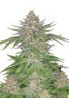 Strawberry Pie Auto Cannabis Seeds by Fast Buds