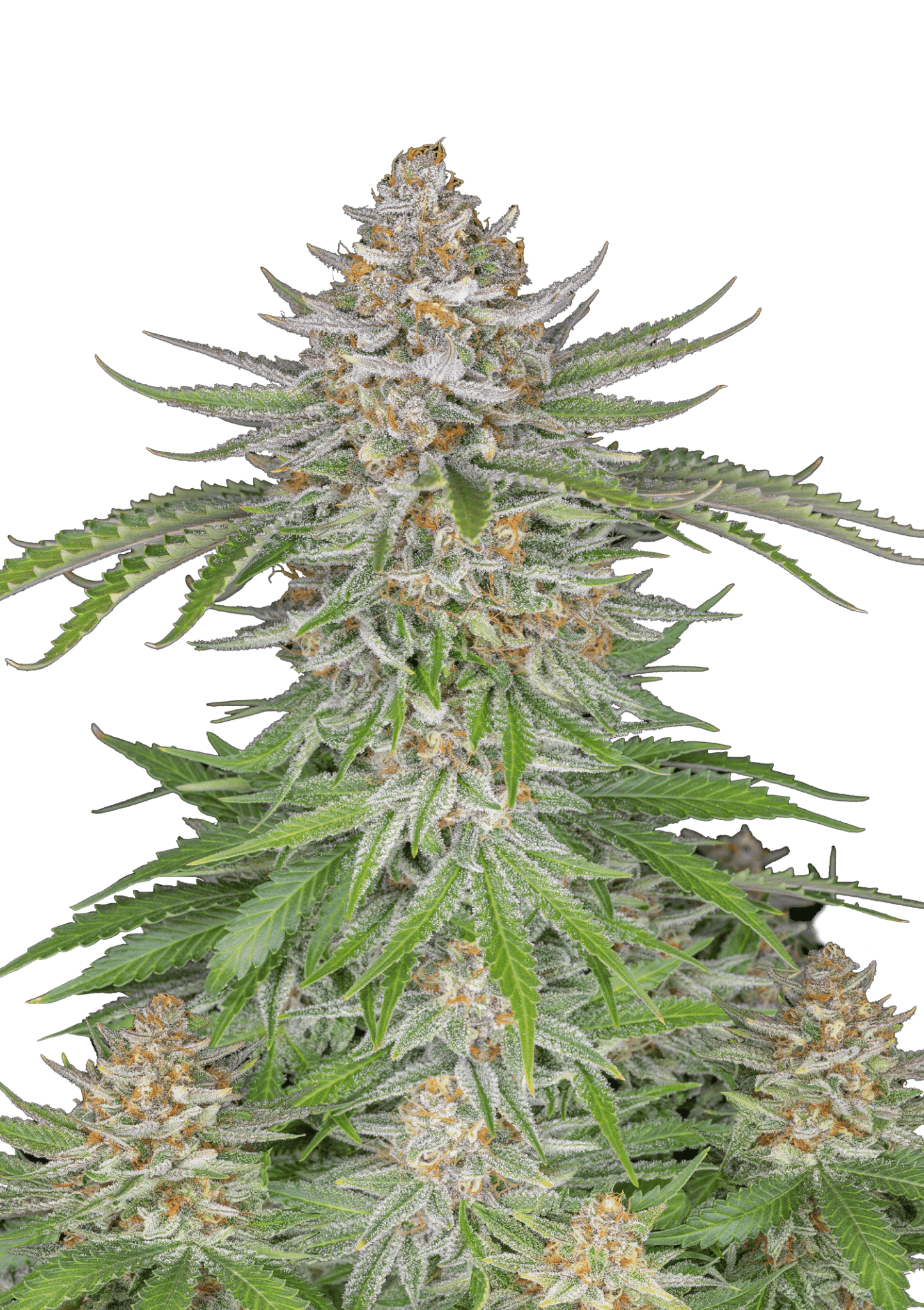 Strawberry Pie Auto Cannabis Seeds by Fast Buds Strawberry Pie Auto Cannabis Seeds by Fast Buds