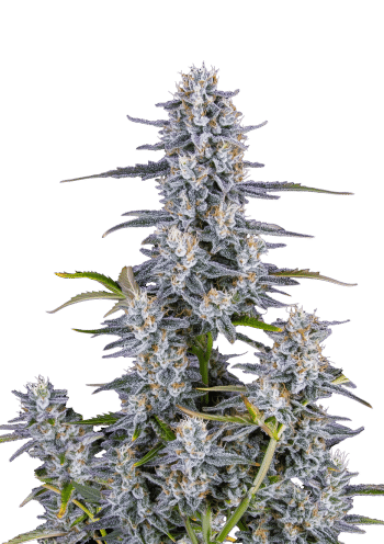 Super Boof Cannabis Seeds by Fast Buds