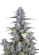 Super Boof Cannabis Seeds by Fast Buds