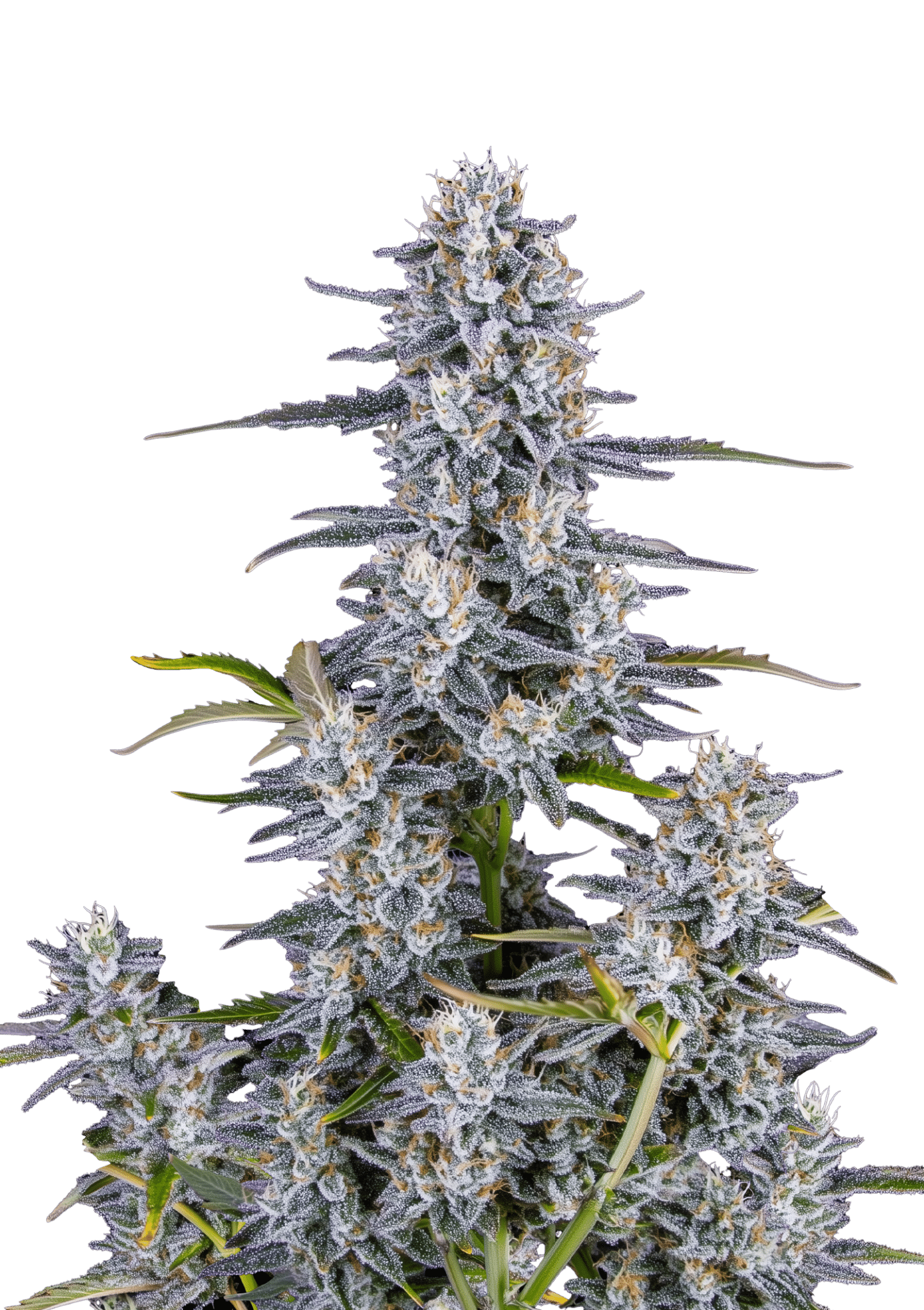Super Boof Cannabis Seeds by Fast Buds Super Boof Cannabis Seeds by Fast Buds