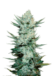 Tangie Auto Cannabis Seeds by Fast Buds
