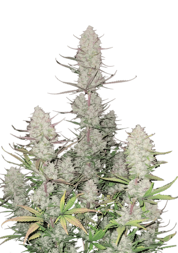 Tropicana Cookies Auto Cannabis Seeds by Fast Buds