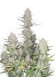 Tropicana Cookies Auto Cannabis Seeds by Fast Buds