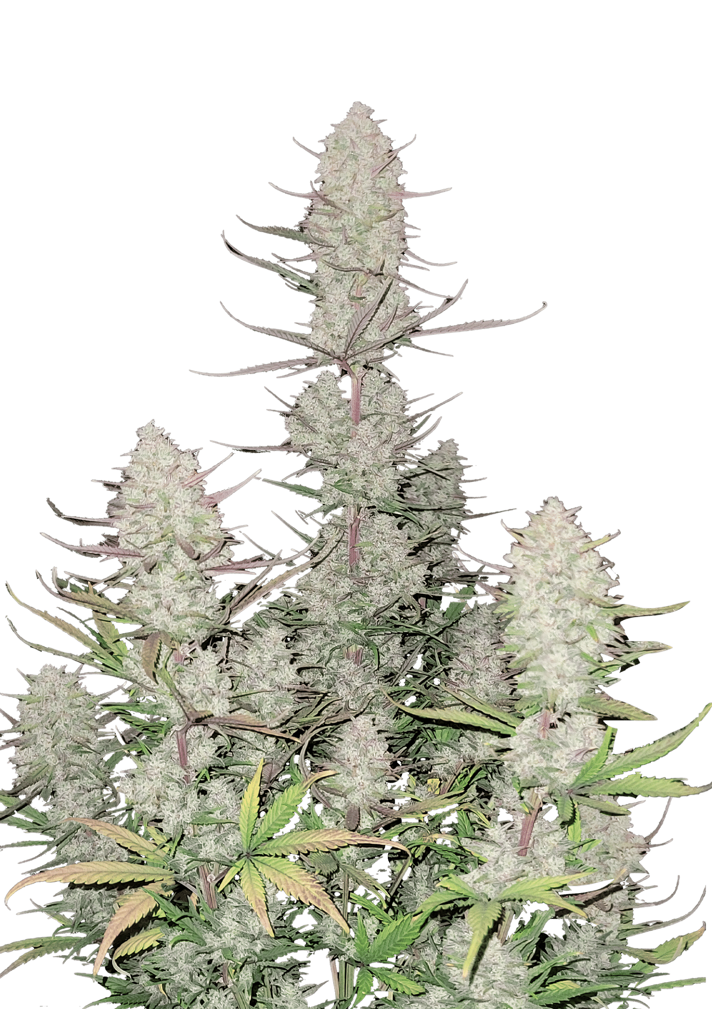 Tropicana Cookies Auto Cannabis Seeds by Fast Buds Tropicana Cookies Auto Cannabis Seeds by Fast Buds