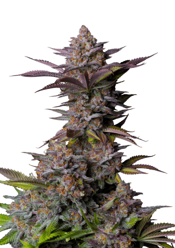 Tropicana Cookies Fast Version Cannabis Seeds by Fast Buds