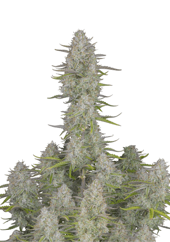 Wedding Cheesecake Auto Cannabis Seeds by Fast Buds