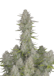 Wedding Cheesecake Auto Cannabis Seeds by Fast Buds