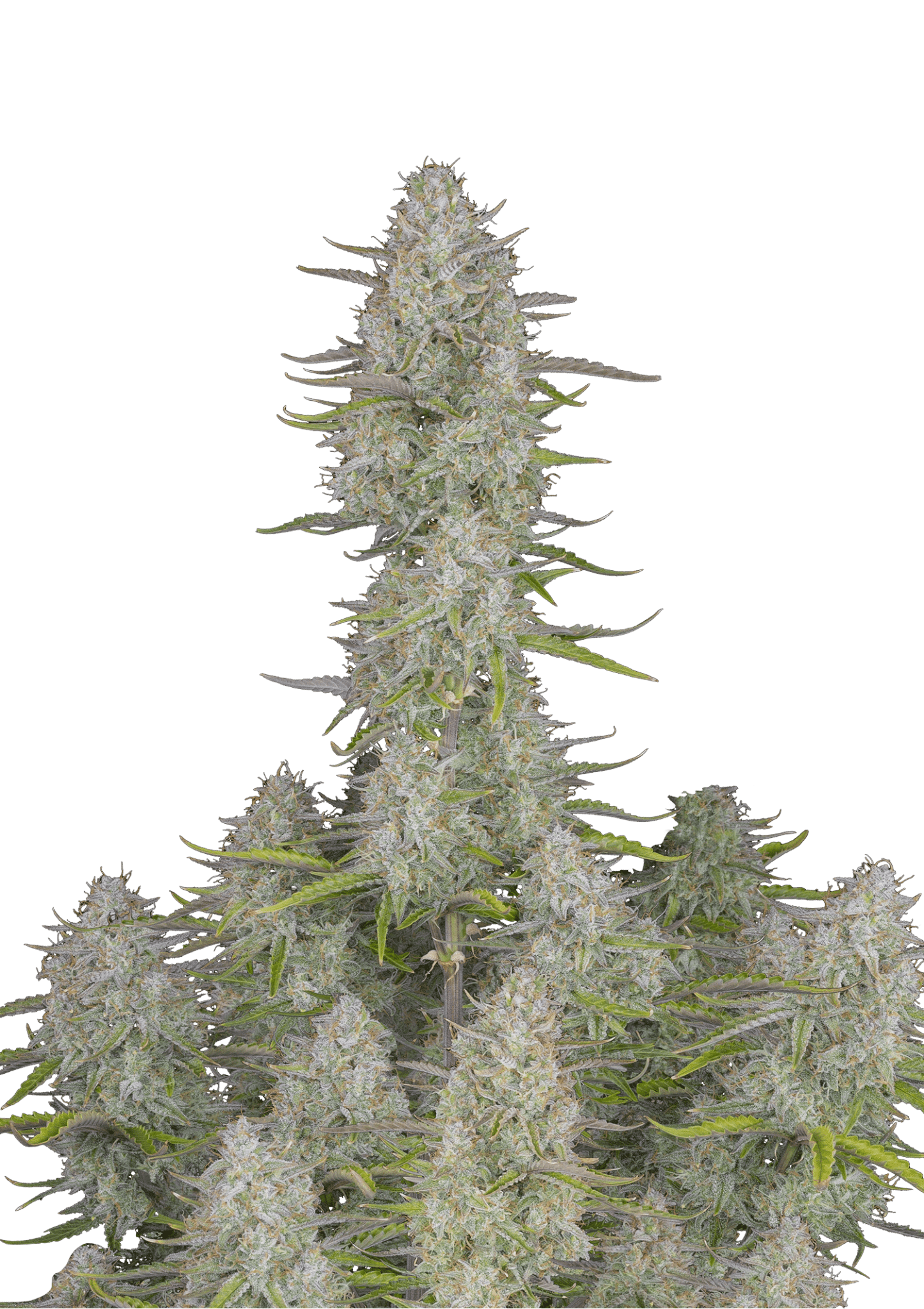 Wedding Cheesecake Auto Cannabis Seeds by Fast Buds Wedding Cheesecake Auto Cannabis Seeds by Fast Buds