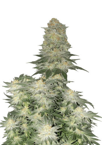 Wedding Cheesecake Fast Version Cannabis Seeds by Fast Buds