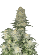 Wedding Cheesecake Fast Version Cannabis Seeds by Fast Buds