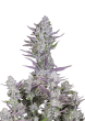 Wedding Glue Cannabis Seeds by Fast Buds