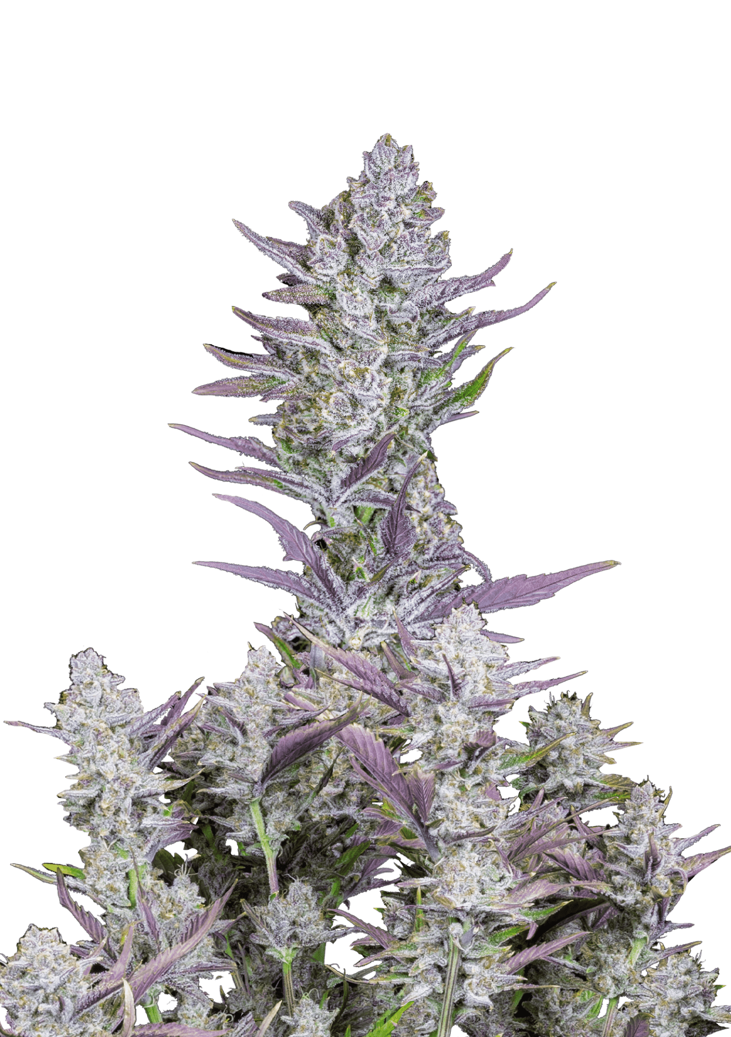 Wedding Glue Cannabis Seeds by Fast Buds Wedding Glue Cannabis Seeds by Fast Buds