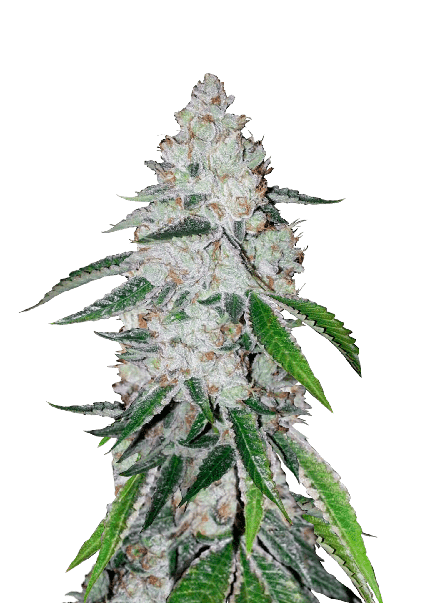 West Coast OG Auto Cannabis Seeds by Fast Buds West Coast OG Auto Cannabis Seeds by Fast Buds