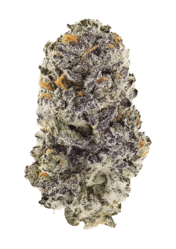 Z42 Feminized Cannabis Seeds by Fast Buds