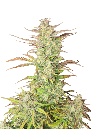 Zup Auto Cannabis Seeds by Fast Buds