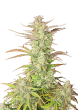 Zup Auto Cannabis Seeds by Fast Buds